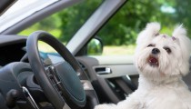 Your Dog Can Drive You to Work