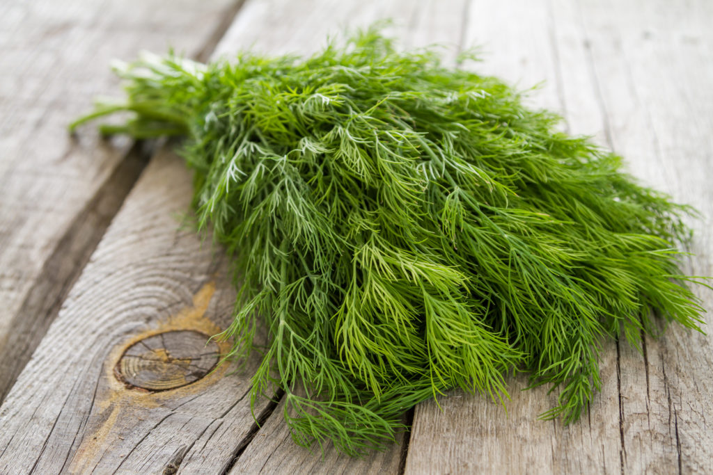 Dill bunch on rustic wood background, closeup